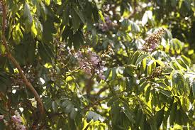 Image result for Millettia grandis