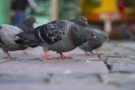 In fact, it will be an ongoing process. Keep Pigeons Away From Your Home 24 7 Pest Control
