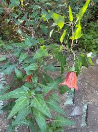 Image result for Canarina