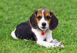 We did not find results for: Cute Beagle Puppy Beagle Puppy Pocket Beagle Puppies Pocket Beagle
