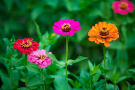 We did not find results for: Floraldaily Global Flower News