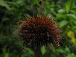 Image result for Leonotis decadonta