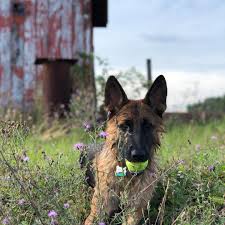 Black And Silver German Shepherd Puppies For Sale In Nc Top 50 Smartest German Shepherds Dogs In The World German Shepherd Dogs Shepherd Dog German Shepherd