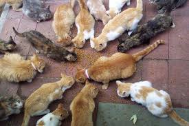 Latos stated that this doesn't mean that every cat that acts skittish and runs off is feral. Feral Cats Trapping Is The Kindest Solution Peta