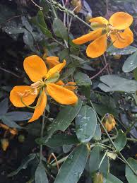 Image result for Senna macranthera