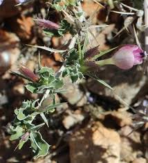 Image result for Barleria tanzaniana