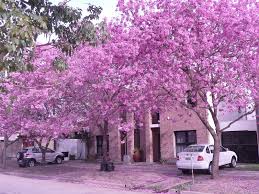 Maybe you would like to learn more about one of these? Estaciones Del Ano En Buenos Aires Turismo Org