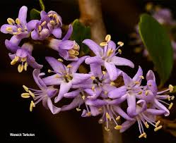 Image result for Ehretia rigida