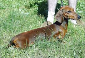 How much are michigan dachshund puppies for sale? Dachshunds For Sale In Michigan