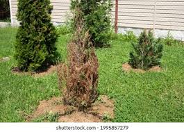 Image result for thuja drying out dead dried symptoms)