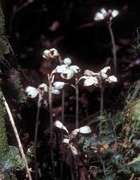 Image result for Hetaeria heterosepala