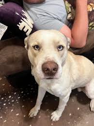 Lost dog at 5th and Judson