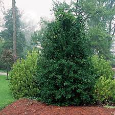 You should always remove dead, damaged, or diseased branches whenever you find them, and it is generally advisable to cut off a branch that is rubbing against another branch or jutting out in such a way that it spoils the overall. Pruning Hollies Finegardening