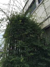 モッコウバラの剪定で切るべき枝と残すべき枝はどんな枝 バラの育て方と栽培日記 つるバラと宿根草の小さな庭づくり