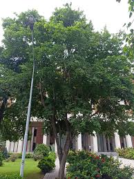 Image result for Cineraria pinnata