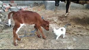 It also invites experienced yogis to. Cat Love With Cow And Cow S Babies Youtube