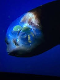Sarah Otto Di Twitter Barreleye Fish Have Evolved To Detect Light Through Their Heads In The Deep Ocean They Can Even Move Their Tubular Eyes Inside Their Head To See Whether
