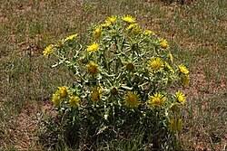 Image result for Berkheya johnstoniana