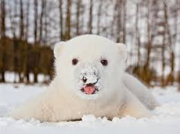Pin Pa Siku In The Snow