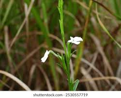 Image result for Striga junodii