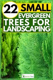 Weeping evergreens are beautiful and graceful trees that can add much interest in the landscape. 22 Small Evergreen Trees For Landscaping Garden Tabs
