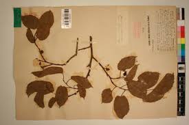 Image result for Morus mesozygia