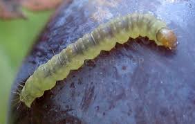 Image result for Lobesia botrana grapevine