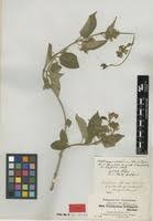 Image result for Marsdenia dregea