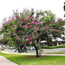 Maybe you would like to learn more about one of these? Hong Kong Orchid Trees For Sale Fastgrowingtrees Com