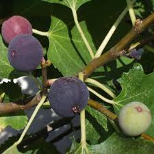Feigen Winterharte Sorte Als Kubelpflanze Z B Violetta Oder Paradiso Mit Einem Frostschutz Fur Kubel Und Pflanze Beerenstraucher Feigenbaum Kiwi Anpflanzen