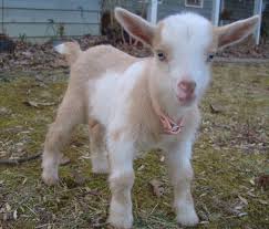 Make sure the room temperature is at least 75 degrees fahrenheit, because babies chill easily. Cute Overload 2 Baby Goat Tries To Baa Shinyshiny