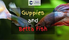 In fact, their whole display of trying to make themselves look bigger is to intimidate the other fish. Can Guppies And Betta Fish Live Together Aqua Movement