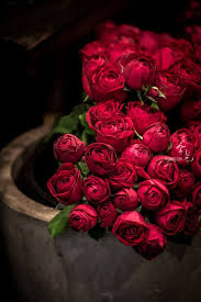 Love Roses Are Red Red Roses Beautiful Roses Red Flowers