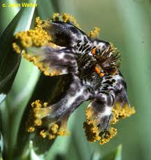 Image result for Ferraria glutinosa