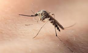 West nile virus occurs in late summer and early fall in mild zones. Westnijlvirus En Westnijlkoorts Gezondheid Be