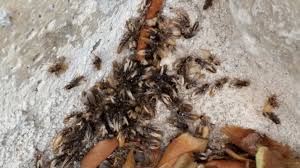 Check spelling or type a new query. Termites Info Termite Swarmers Images