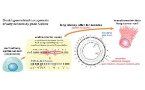 Lung cancer causes in smokers vs. Early Genome Catastrophes Can Cause Non Smoking Lung Cancer Eurekalert Science News
