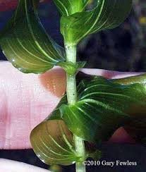 Image result for Potamogeton richardii