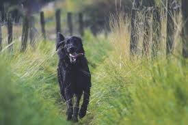 The bigger your pup, the higher the dose. Can I Give My Dog Ibuprofen For Pain Canna Pet