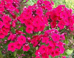 From a wide range of quality brands to affordable picks, these. Phlox Paniculata Early Cerise Phlox Paniculata Plant Sale Plants