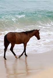 Something I Ve Never Tried To Paint So Far Out Of The Box Animals Or Beach Scene Horse Pictures Beautiful Horses Horses