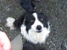 Working Sheep Dog Dogs Working Dogs Beloved Dog