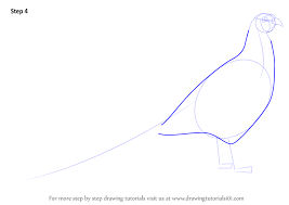 Learn How To Draw A Common Pheasant Birds Step By Step Drawing Tutorials Common Pheasant Pheasant Drawings Here's a simple way to place the features accurately when drawing a head. pinterest