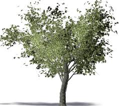 ruyada zeytin agaci gormek zeytin agaci agac zeyti n