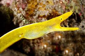 Image result for Rinorea elliptica