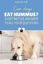 Can Dogs Eat Hummus A Definitive Answer To All Your Questions In 2021 Can Dogs Eat Dog Eating Hummus