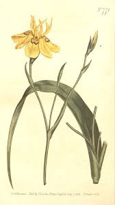 Image result for Moraea carsonii