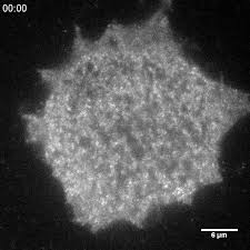 Create a jpeg with many artifacts. A Myosin 7b Dependent Endocytosis Pathway Mediates Cellular Entry Of A Synuclein Fibrils And Polycation Bearing Cargos Pnas