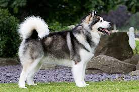These fluffy, energetic alaskan malamute puppies are ready for their furever home with an active family. Alaskan Malamute Breeds A To Z The Kennel Club