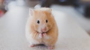 Funny video for tiktok deskripsi. What Is Tiktok Hamster Cult Profile Picture With Hamsters Explained